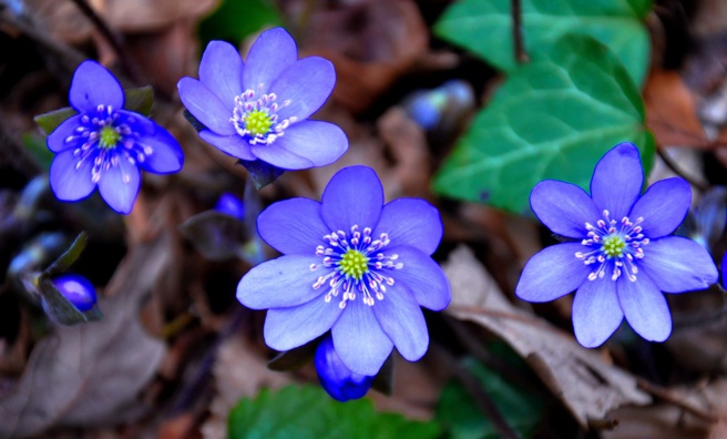 Connaissez-vous l'hépatique, fleur de printemps ?