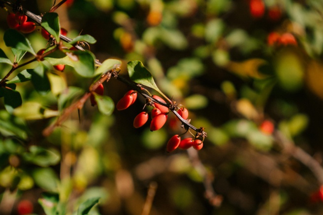 Découvrez en automne l'épine vinette