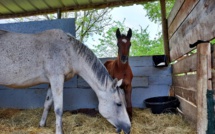 Isée et les chevaux endurants : Lubiana