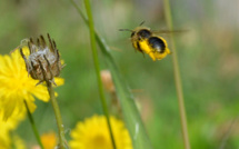 Un artiste entomologue et des abeilles