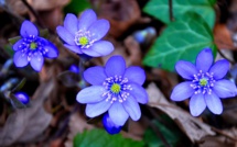 Connaissez-vous l'hépatique, fleur de printemps ?