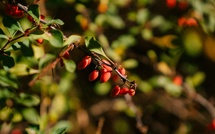 Découvrez en automne l'épine vinette